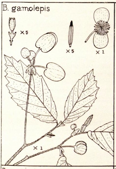 B. gamolepis